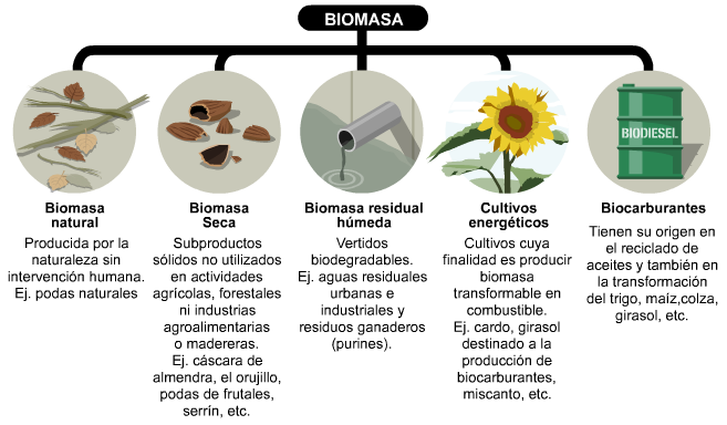 biomasa2